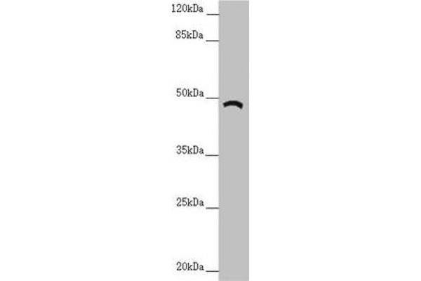 TRIM31 anticorps  (AA 186-425)