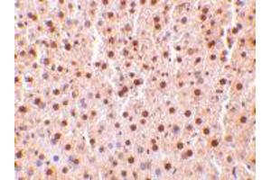 Immunohistochemistry of TRAF2 in mouse liver tissue with TRAF2 polyclonal antibody  at 10 ug/mL . (TRAF2 抗体  (C-Term))