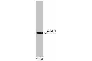 Western blot analysis of Acetylcholine Receptor alpha on BC3H1 lysate. (CHRNA1 抗体  (AA 332-457))