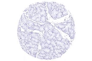Duodenum Brunner gland (Recombinant MUC5AC 抗体)