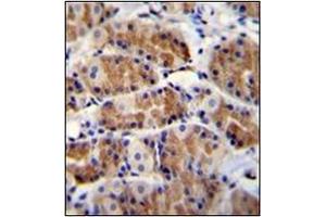 Immunohistochemistry analysis in formalin fixed and paraffin embedded human stomach tissue reacted with POLR3GL Antibody (Center) followed which was peroxidase conjugated to the secondary antibody and followed by DAB staining. (POLR3GL 抗体  (Middle Region))