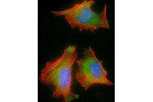 Immunofluorescent analysis of 4 % paraformaldehyde-fixed, 0. (RPS2 抗体  (AA 248-379))