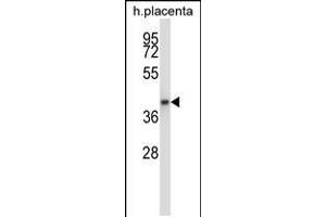 Western blot analysis in human placenta tissue lysates (35ug/lane). (GNAQ 抗体  (N-Term))