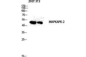 Western Blot (WB) analysis of 293T 3T3 lysis using MAPKAPK-2 antibody. (MAPKAP Kinase 2 抗体  (Tyr463))