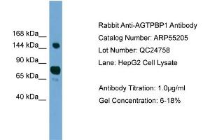 WB Suggested Anti-AGTPBP1  Antibody Titration: 0. (AGTPBP1 抗体  (N-Term))