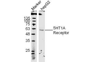 (Human Cell line) HepG2 lysates probed with 5-HTR1A Polyclonal Antibody, unconjugated  at 1:300 overnight at 4°C followed by a conjugated secondary antibody at 1:10000 for 60 minutes at 37°C. (Serotonin Receptor 1A 抗体  (AA 301-400))