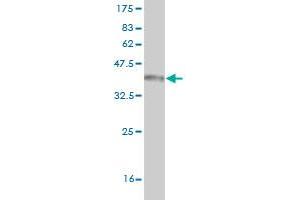 Western Blotting (WB) image for anti-CD97 (CD97) (AA 421-529) antibody (ABIN560261)