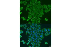 Immunofluorescence analysis of U2OS cells using DPM1 antibody. (DPM1 抗体  (AA 1-260))
