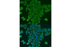 Immunofluorescence analysis of U2OS cells using DPM1 antibody. (DPM1 抗体  (AA 1-260))