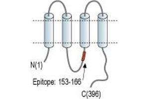 anti-Gap Junction Protein, gamma 1, 45kDa (GJC1) (AA 153-166), (Intracellular) antibody