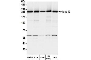 Western Blotting (WB) image for anti-Mediator Complex Subunit 12 (MED12) (C-Term) antibody (ABIN7453548) (MED12 抗体  (C-Term))