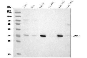 Western blot analysis of GNB1 using anti-GNB1 antibody (ABIN7603148).