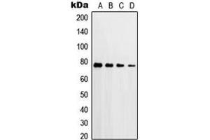 Western blot analysis of PKC delta (pT507) expression in HeLa H2O2-treated (A), A549 H2O2-treated (B), Raw264. (PKC delta 抗体  (pSer507))