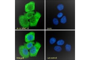 (ABIN570832) Immunofluorescence analysis of paraformaldehyde fixed A431 cells, permeabilized with 0. (SPAG16 抗体  (AA 139-152))