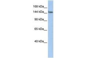 Image no. 1 for anti-Transcription Elongation Regulator 1 (TCERG1) (N-Term) antibody (ABIN6742813) (TCERG1 抗体  (N-Term))