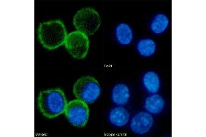 Immunofluorescence staining of fixed RAW264. (Recombinant CD80 抗体)