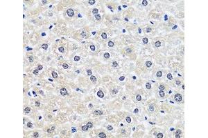 Immunohistochemistry of paraffin-embedded Rat liver using CCDC59 Polyclonal Antibody at dilution of 1:100 (40x lens). (CCDC59 抗体)