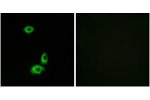 Immunofluorescence (IF) image for anti-Olfactory Receptor, Family 56, Subfamily B, Member 1 (OR56B1) (AA 161-210) antibody (ABIN2890943) (OR56B1 抗体  (AA 161-210))
