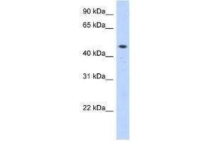 Western Blotting (WB) image for anti-Zinc Finger Protein 213 (ZNF213) antibody (ABIN2458319) (ZNF213 抗体)