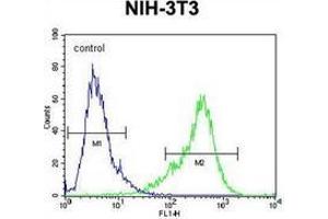 Flow cytometric analysis of NIH-3T3 cells using KIAA1609 Antibody (C-term) Cat. (KIAA1609 抗体  (C-Term))