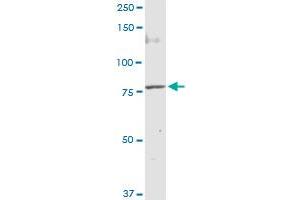 MUT MaxPab rabbit polyclonal antibody. (MUT 抗体  (AA 1-750))