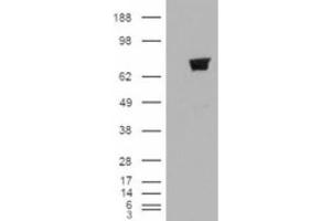 Western Blotting (WB) image for anti-Tripartite Motif Containing 3 (TRIM3) (N-Term) antibody (ABIN2465468) (TRIM3 抗体  (N-Term))