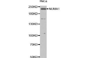 Western Blotting (WB) image for anti-Nuclear Mitotic Apparatus Protein 1 (NUMA1) (AA 1-309) antibody (ABIN1681136) (NUMA1 抗体  (AA 1-309))