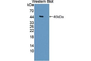 Detection of Recombinant DKK3, Rat using Polyclonal Antibody to Dickkopf Related Protein 3 (DKK3) (DKK3 抗体  (AA 41-348))