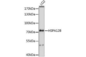 Western blot analysis of extracts of LO2 cells, using HSPA12B antibody (ABIN6294027) at 1:1000 dilution.