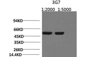 anti-Rubisco Large Chain antibody