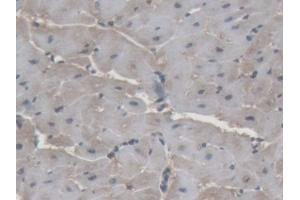 Immunohistochemistry (IHC) image for anti-Superoxide Dismutase 1, Soluble (SOD1) (AA 2-153) antibody (ABIN7443155)