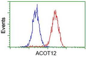 Image no. 6 for anti-Acyl-CoA Thioesterase 12 (ACOT12) antibody (ABIN1496414) (ACOT12 抗体)
