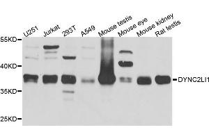 Western blot analysis of extract of various cells, using DYNC2LI1 antibody. (DYNC2LI1 抗体)