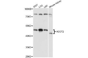 Western blot analysis of extracts of various cell lines, using ACOT2 antibody (ABIN6291384) at 1:3000 dilution. (ACOT2 抗体)
