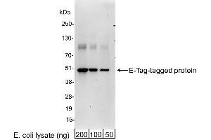 anti-E Tag antibody (FITC)