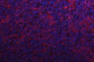 IF analysis of RPS15A using anti-RPS15A antibody (ABIN7598954).