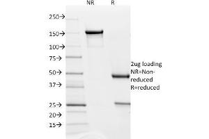 SDS-PAGE Analysis Purified PD-L2 Mouse Monoclonal Antibody (Z64P2D3*H4). (PDCD1LG2 抗体  (AA 27-220))