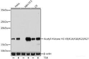 Western blot analysis of extracts of various cell lines using Acetyl-Histone H3-K9/K14/K18/K23/K27 Polyclonal Antibody at dilution of 1:1000. (Histone 3 抗体  (acLys9, acLys14, acLys18, acLys23, acLys27))