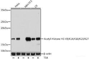 Western Blotting (WB) image for anti-Histone 3 (H3) (acLys14), (acLys18), (acLys23), (acLys27), (acLys9) antibody (ABIN7259751)
