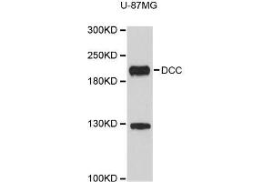 Western blot analysis of extracts of U-87MG cells, using DCC antibody (ABIN5996407). (DCC 抗体)