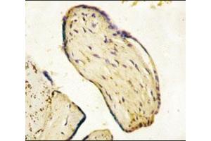 IHC analysis of FFPE human placenta tissue stained with CD73 antibody (CD73 抗体  (AA 520-550))