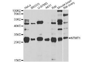 Western blot analysis of extracts of various cell lines, using NTMT1 antibody (ABIN2564239) at 1:1000 dilution. (METTL11A 抗体)