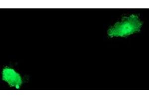 Anti-ASCC2 mouse monoclonal antibody (ABIN2454830) immunofluorescent staining of COS7 cells transiently transfected by pCMV6-ENTRY ASCC2 (RC203391). (ASCC2 抗体)