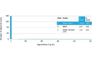 Analysis of Protein Array containing more than 19,000 full-length human proteins using Spectrin beta III Mouse Monoclonal Antibody (SPTBN2/1778). (Spectrin, Beta, Non-erythrocytic 2 (SPTBN2) (AA 356-475) 抗体)