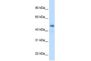 WB Suggested Anti-FGG Antibody Titration:  2. (FGG 抗体  (Middle Region))