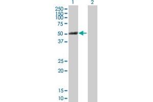 Western Blot analysis of PTK6 expression in transfected 293T cell line by PTK6 MaxPab polyclonal antibody. (PTK6 抗体  (AA 1-451))