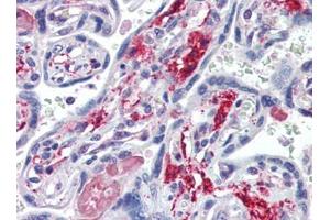 Human Placenta (formalin-fixed, paraffin-embedded) stained with NT5Efollowed by biotinylated goat anti-rabbit IgG secondary antibody, alkaline phosphatase-streptavidin and chromogen. (CD73 抗体  (C-Term))