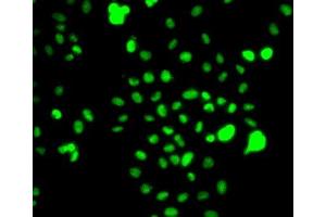 Immunofluorescence analysis of A-549 cells using CEBPG antibody.