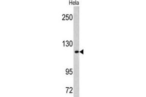 Western Blotting (WB) image for anti-Mastermind-Like 3 (MAML3) antibody (ABIN3002771) (MAML3 抗体)
