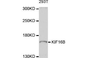 Western blot analysis of extracts of 293T cells, using KIF16B antibody (ABIN5998072) at 1/1000 dilution. (KIF16B 抗体)